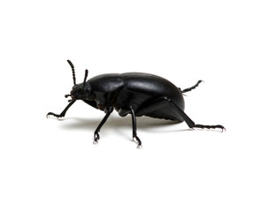 black beetle on white