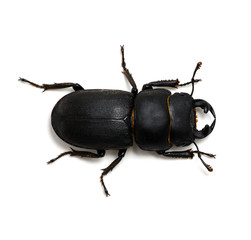 black beetle on white