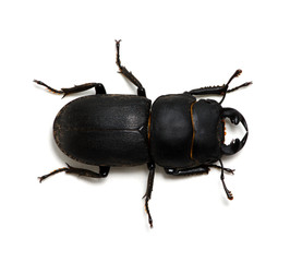 black beetle on white