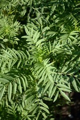 fresh green marigold leaves in nature garden