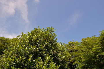 Fototapeta na wymiar jack fruit tree -tamarind tree and blue-sky background. 