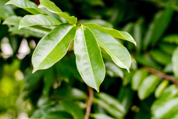 green leaf background