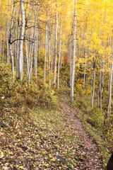Trail through yellow aspens covered with fallen leaves in Colorado
