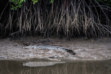 Crocodile in the Daintree Rainforest, Australia