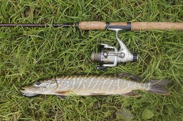 pike caught in the autumn on the forest