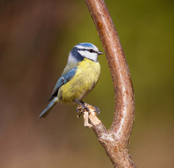 Blue tit on branch