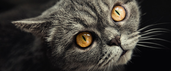 Scottish yellow-yed cat