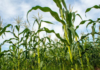 Baby corn in Corn farm at the countryside