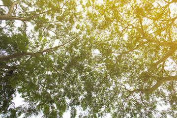 Obraz premium Tree and Leaf