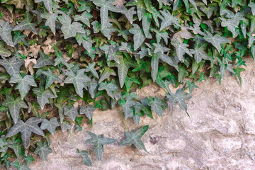 Hedera helix, Ivy background.
Evergreen climbing plant in garden against natural weathered stone wall.