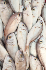 Various fresh fish and seafood at the fish market in in Goynuk, Turkey