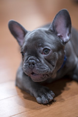 French Bulldog puppy 12