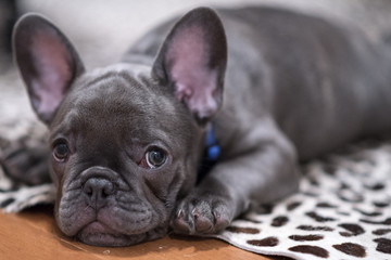 French Bulldog puppy 1