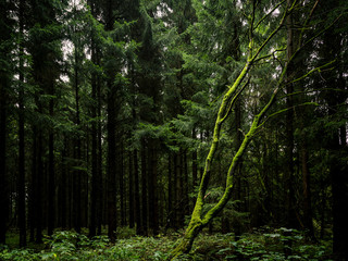 Fototapeta na wymiar Alter Baum im dunklen Nadelwald