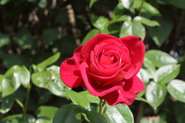 Rose rouge