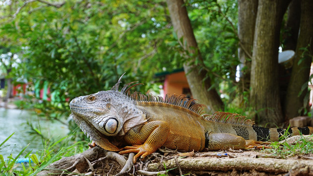 Iguana on the ground posing