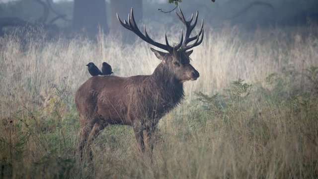 Red Deer Stag Bellowing During Rut in Richmond Park.