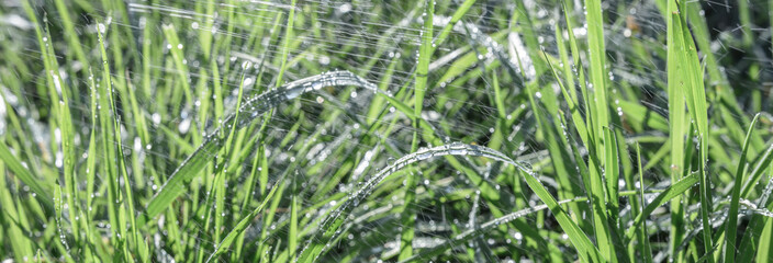 Obraz premium Regen Wassertropfen auf das grüne Gras in der Natur