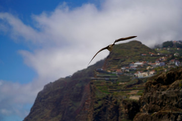 seagull at Madeira