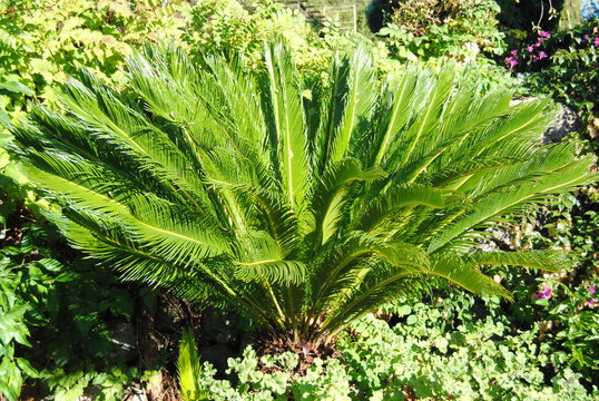  cycas