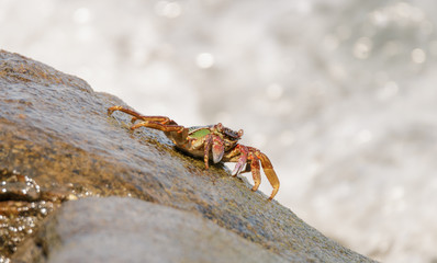 Close-up of the beautiful crab  climbing up the rock and blur the sea background