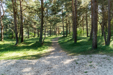 Sandiger Weg durch den Wald bei schönem Wetter