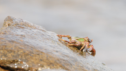 Close-up of the beautiful crab  climbing up the rock and blur the sea background