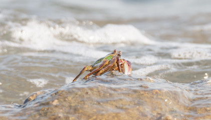 Close-up of the beautiful crab  climbing up the rock and blur the sea background