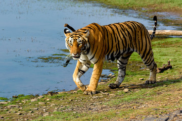 Tiger walking next to a lake
