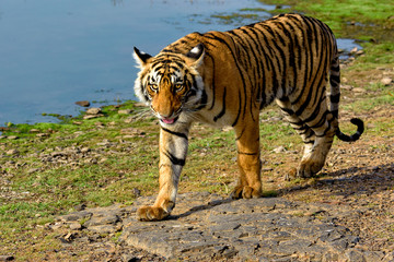 Tiger walking next to a lake