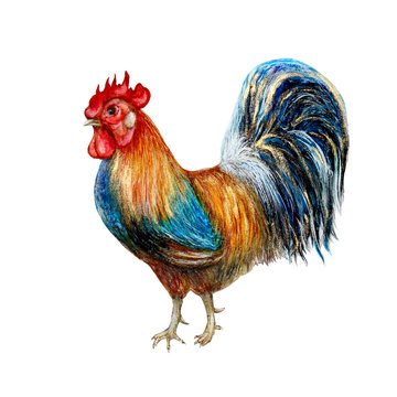 Isolated watercolor illustration of rooster