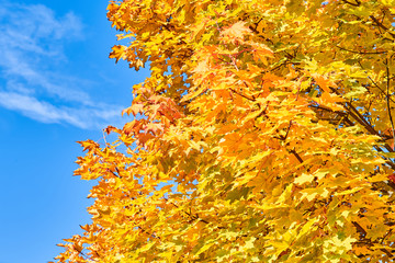 Golden, red, yellow and green maple leaves on a tree