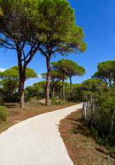 Fototapeta premium white road in the pine forest