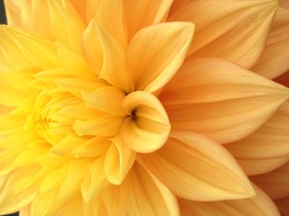 Obraz premium Dahlia flower