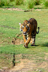 Tiger walking in the grass towards the camera