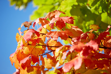 Golden, red, yellow and green maple leaves on a tree