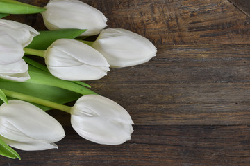 White tulip flowers background.