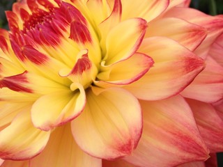 Fototapeta premium Dahlia flower