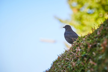 Blackbird sitting on a bush in front of the blue sky