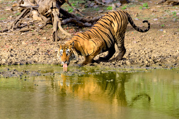 Large male tiger drinking from a muddy lake