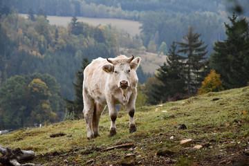 White cow on pasture on a mountain meadow.