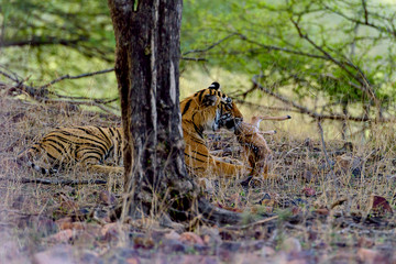Female tiger caught spotted deer prey