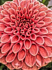 Dahlia flower