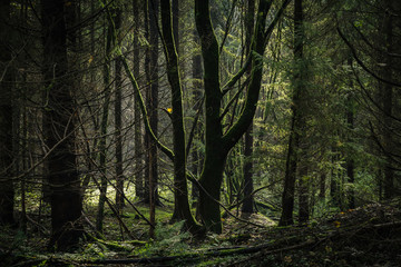 Alte Baumstämme im dunklen Wald