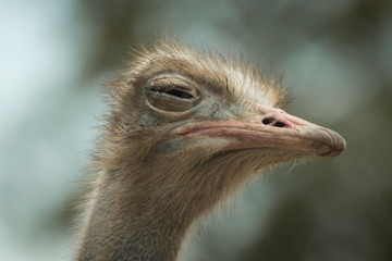 Ostrich head.
