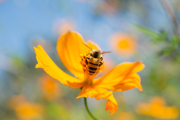 La abeja se acomoda para alimentarse.