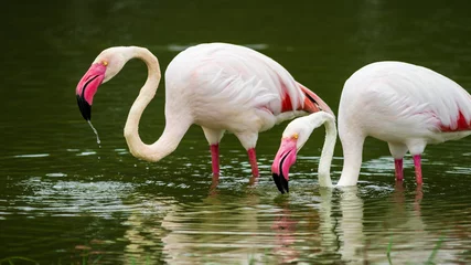 Papier Peint photo Flamant Birds in the zoo