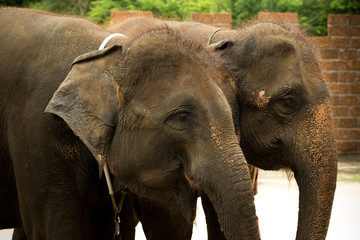 The elephants.