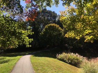 sunlit fall landscape with path