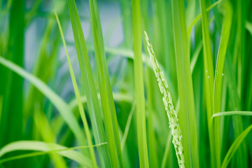 Paddy rice, background concept